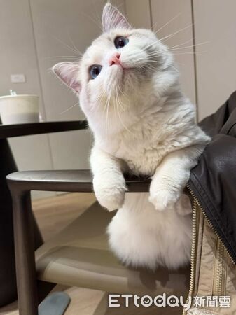 水電貓貓立大功。（圖／飼主Mio Tsai提供）