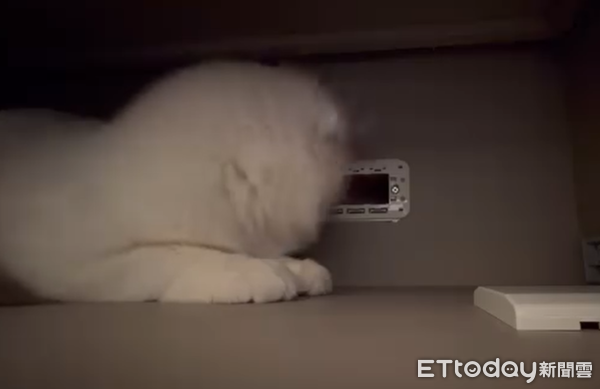 水電貓貓立大功。（圖／飼主Mio Tsai提供）