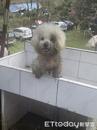 最黑比熊大樓。（圖／IG@bubble_bichon_提供）