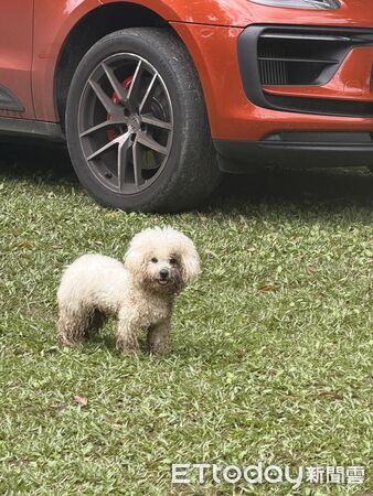 最黑比熊大樓。（圖／IG@bubble_bichon_提供）