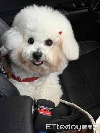 最黑比熊大樓。（圖／IG@bubble_bichon_提供）