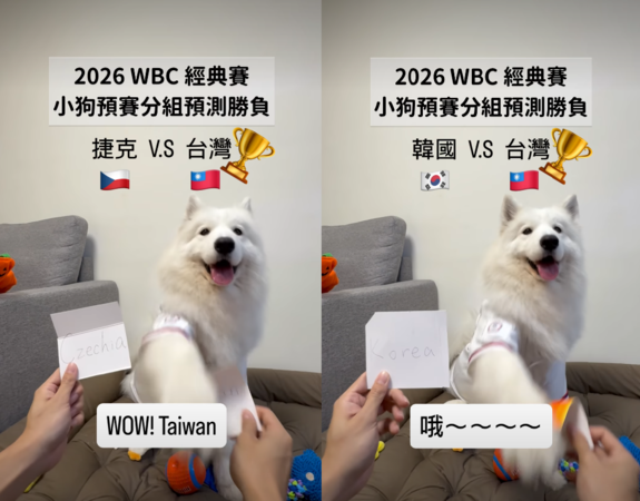 狗狗的經典賽中華隊預測。（圖／翻攝自IG@lifewang_samoyed）