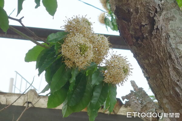 ▲臺灣梭羅木的花及葉。（圖／林業保育署南投分署提供）