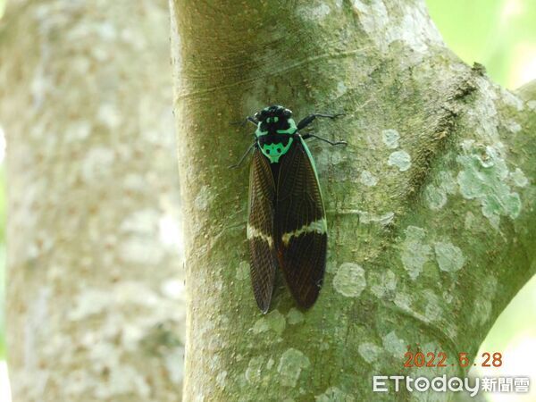 ▲臺灣爺蟬。（圖／黃亭愷提供）