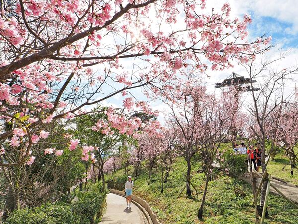 ▲指南風景區近日寒櫻、飛寒櫻與山櫻花齊放。（圖／北市大地處提供）