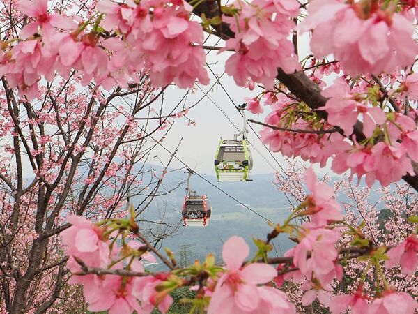 ▲指南風景區近日寒櫻、飛寒櫻與山櫻花齊放。（圖／北市大地處提供）