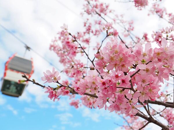 ▲指南風景區近日寒櫻、飛寒櫻與山櫻花齊放。（圖／北市大地處提供）