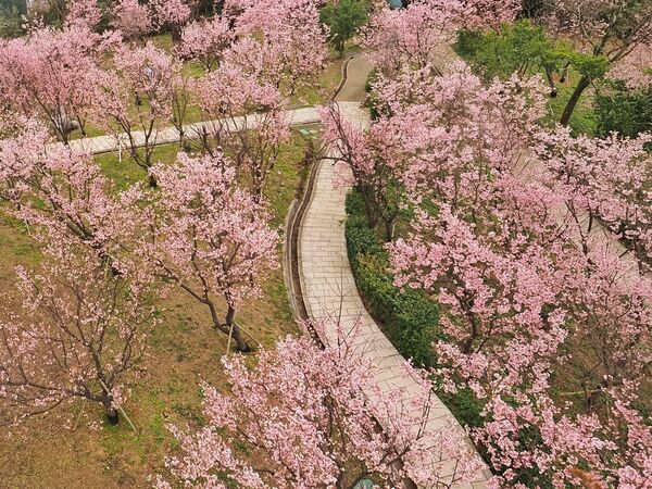 ▲指南風景區近日寒櫻、飛寒櫻與山櫻花齊放。（圖／北市大地處提供）