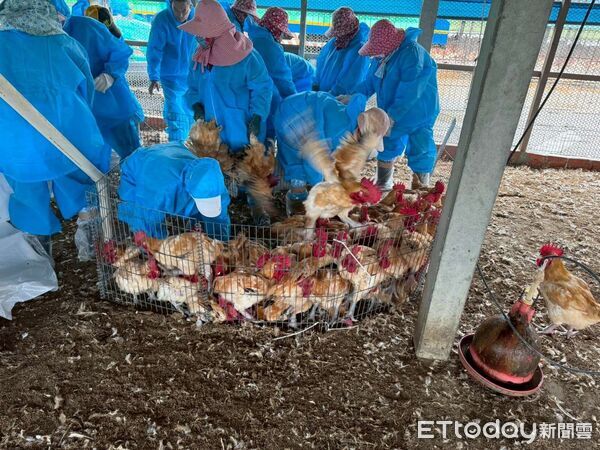 ▲防疫人員進入位於水林鄉禽場，進行撲殺與清場作業，全力阻斷禽流感病毒擴散。（圖／記者游瓊華翻攝）