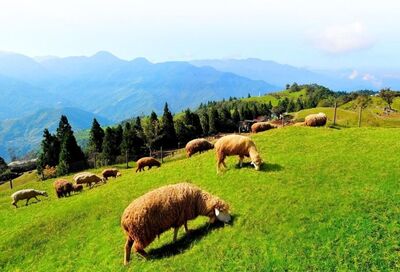 清境不紅了？2指標景點相繼熄燈　網嘆「慘不忍睹」：只剩合歡山