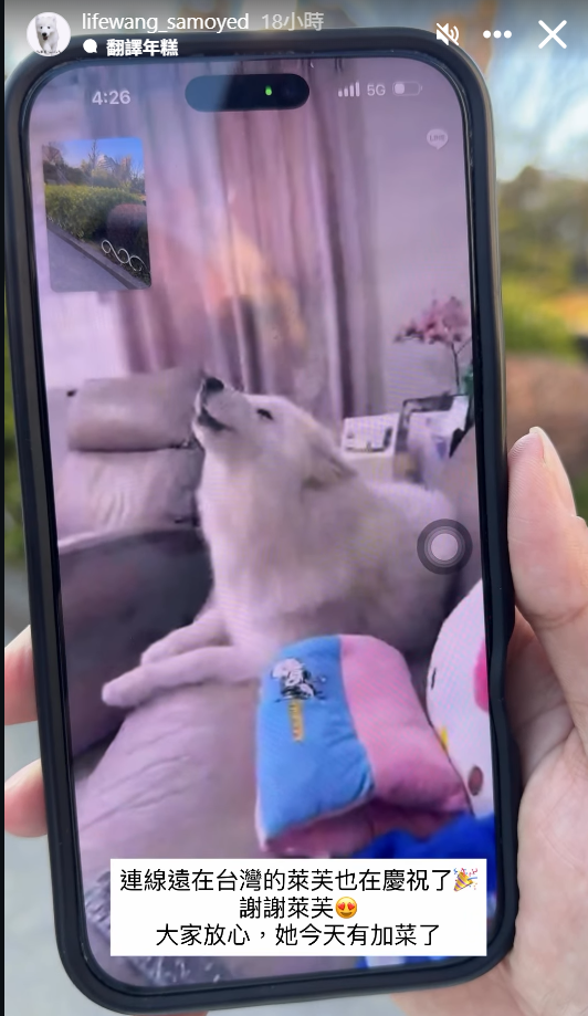 薩摩耶犬萊芙。（圖／IG@lifewang_samoyed提供）