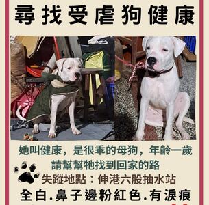 受虐杜告犬失蹤全民協尋　 米可白心疼：不能讓牠無聲無息消失