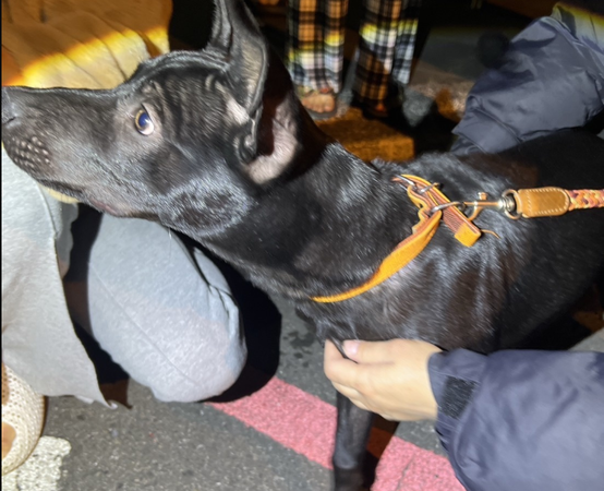 ▲▼     有關網傳北屯區虐待犬隻案，動保處已扣留犬隻並將依法裁處        。（圖／翻攝台中動保處）