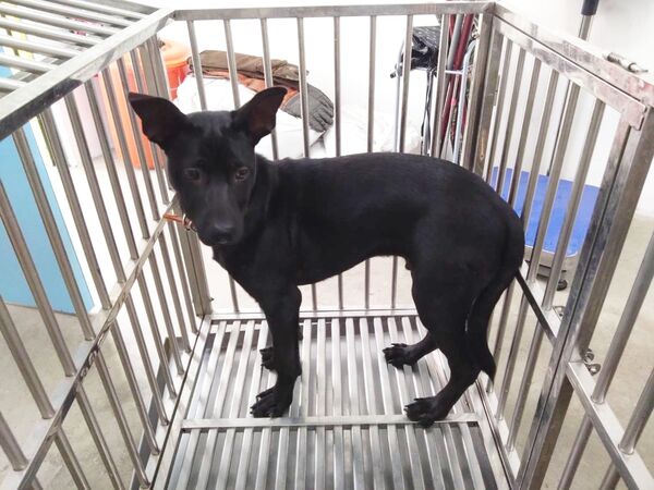 ▲▼     有關網傳北屯區虐待犬隻案，動保處已扣留犬隻並將依法裁處        。（圖／翻攝台中動保處）