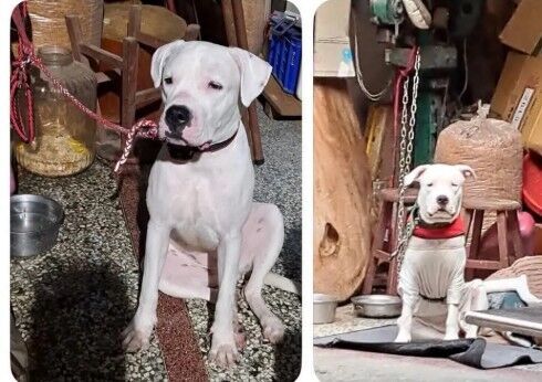 ▲小杜告犬遭到飼主虐打遭動防所開罰目前行蹤不明。（圖／網友提供）