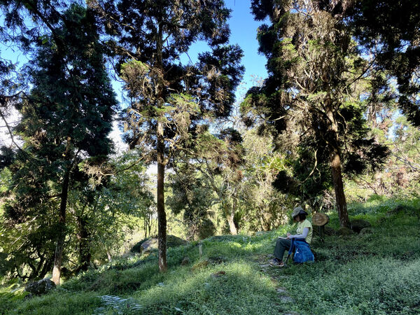 ▲溪頭福華推森林療癒遊程優惠-漢光樓雙人房,一站式五感體驗森林療癒遊程。（圖／業者提供）