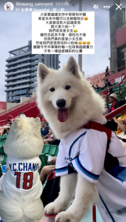 薩摩耶犬萊芙。（圖／IG@lifewang_samoyed提供）