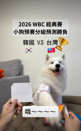 薩摩耶犬萊芙。（圖／IG@lifewang_samoyed提供）