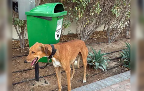 主人急逃杜拜「大量貓狗丟街頭」　獸醫揭：健康寵物被送來安樂死。（圖／翻攝自X）