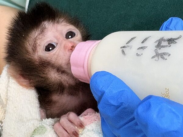 ▲。（圖／Shou Shan Zoo 壽山動物園提供）