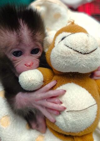 ▲。（圖／Shou Shan Zoo 壽山動物園提供）