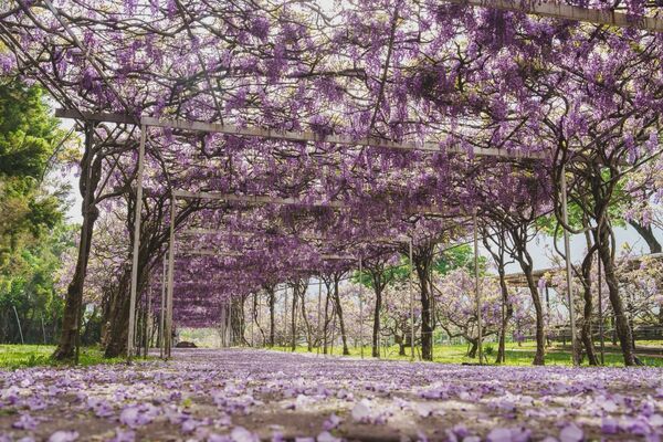 ▲淡水紫藤花園一號屯山園區。（圖／翻攝自淡水紫藤花園一號屯山園區）
