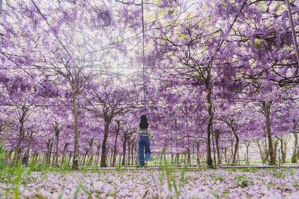 ▲淡水紫藤花園一號屯山園區。（圖／翻攝自淡水紫藤花園一號屯山園區）