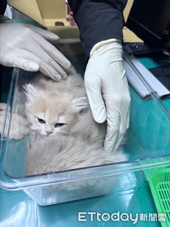 ▲航警調查江男從廈門購買波絲貓藏匿自身大腿私密處打算走私回台，遭警方逮捕。（圖／記者張君豪翻攝）