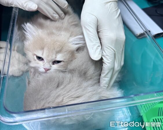 ▲▼金門尚義機今日查獲一起夾帶活體動物闖關案件，全案依違反動物傳染病防治條例移送福建金門地方檢察署偵辦。(圖／航空警察局臺北分局金門分駐所提供)