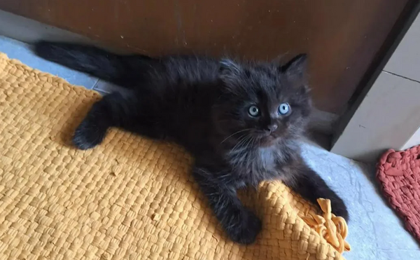 媽衝去超市購物消失3小時  回家只帶「一隻小黑貓」全家傻眼。（圖／翻攝自Reddit）