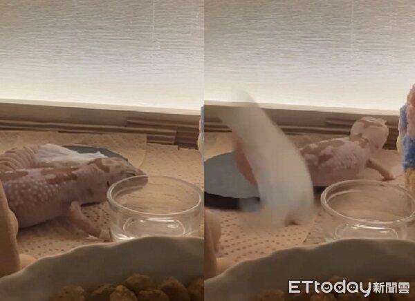 ▲。（圖／Threads@yuan.grace提供，請勿隨意翻拍，以免侵權。）