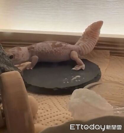 ▲。（圖／Threads@yuan.grace提供，請勿隨意翻拍，以免侵權。）