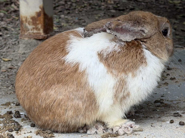 業者涉嫌非法展演動物致兔大量死亡，新北市動保處依法裁罰並移送地檢署偵辦。（圖／新北市動保處提供）