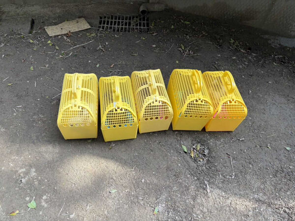 業者涉嫌非法展演動物致兔大量死亡，新北市動保處依法裁罰並移送地檢署偵辦。（圖／新北市動保處提供）