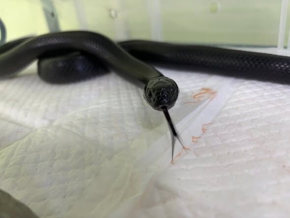▲墨西哥黑王蛇。（圖／取自屏東縣政府動物認養及宣導專區臉書）