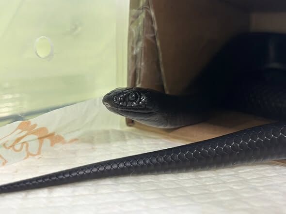 ▲墨西哥黑王蛇。（圖／取自屏東縣政府動物認養及宣導專區臉書）