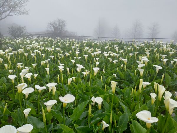 ▲2026竹子湖海芋季3月14日登場，今年以「花田樂章」為主題，將整片花田化作由自然指揮的戶外舞台。（圖／台北市農會提供）