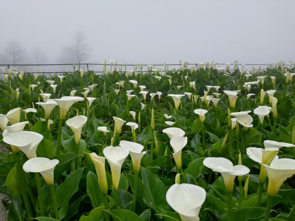 ▲2026竹子湖海芋季3月14日登場，今年以「花田樂章」為主題，將整片花田化作由自然指揮的戶外舞台。（圖／台北市農會提供）