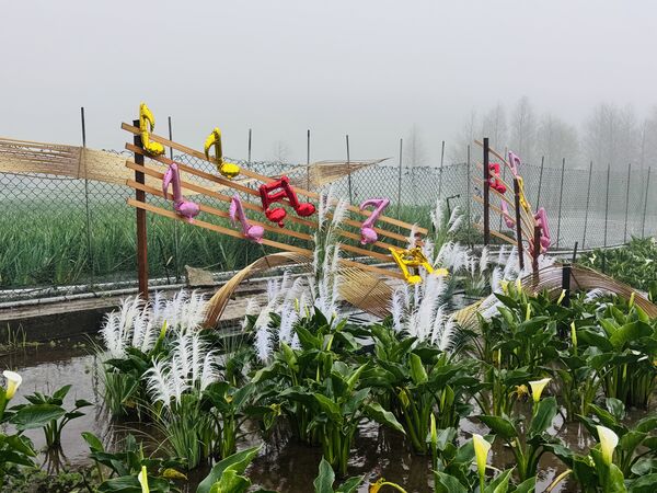 ▲2026竹子湖海芋季3月14日登場，今年以「花田樂章」為主題，將整片花田化作由自然指揮的戶外舞台。（圖／台北市農會提供）