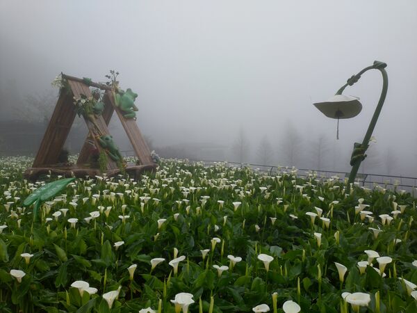 ▲2026竹子湖海芋季3月14日登場，今年以「花田樂章」為主題，將整片花田化作由自然指揮的戶外舞台。（圖／台北市農會提供）