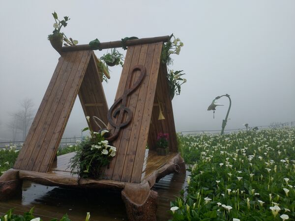 ▲2026竹子湖海芋季3月14日登場，今年以「花田樂章」為主題，將整片花田化作由自然指揮的戶外舞台。（圖／台北市農會提供）