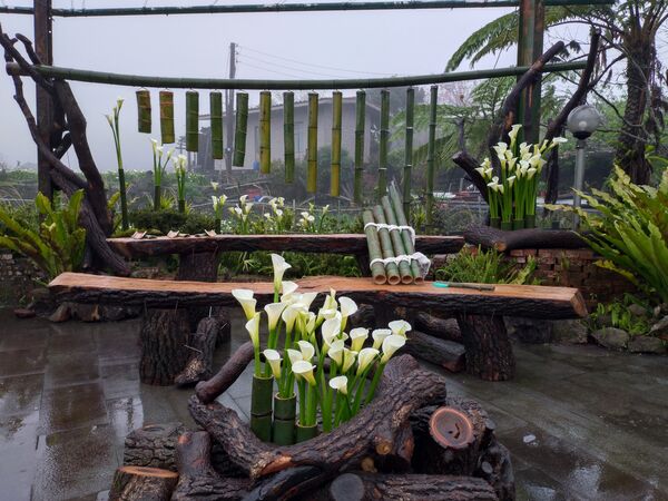 ▲2026竹子湖海芋季3月14日登場，今年以「花田樂章」為主題，將整片花田化作由自然指揮的戶外舞台。（圖／台北市農會提供）