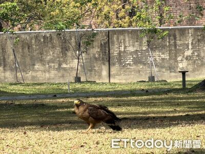 猛禽也會「逛草地」　山上花園水道博物館紀錄大冠鷲覓食瞬間