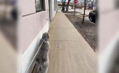 聰明汪散步「無視停止路牌」加速暴衝　主人曝真相：超級心機