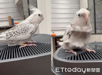 「玄鳳VS.空氣清淨機」　出風口裙矲飄飄挑戰濾網的極限