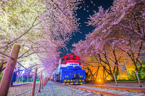 ▲▼韓國鎮海櫻花節。（圖／KKday提供）