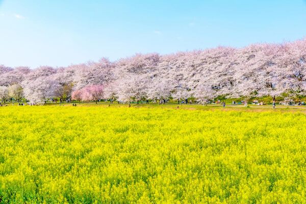 ▲▼日本關東近郊賞櫻。（圖／KKday提供）