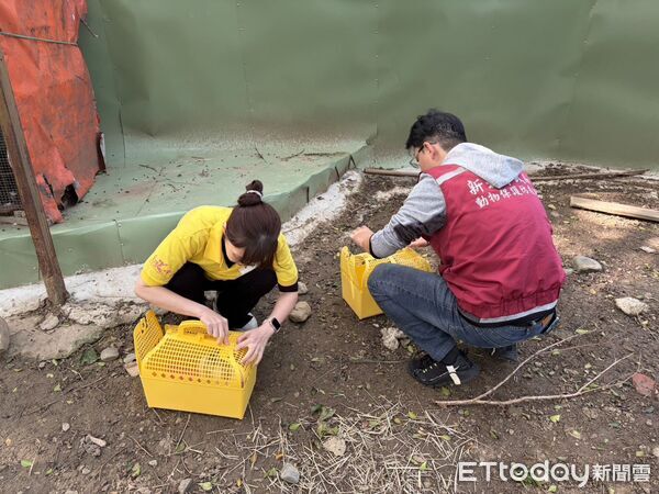▲▼兔子餐廳門口張貼「請用湯匙餵兔兔」涉及違法展演，動保處與愛兔協會救出倖存兔子，死亡的兔子被帶回解剖釐清死因，倖存兔子耳朵及腳感染疥癬             。（圖／記者陳以昇翻攝）