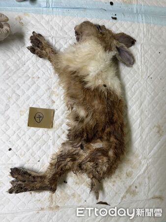 ▲▼兔子餐廳門口張貼「請用湯匙餵兔兔」涉及違法展演，動保處與愛兔協會救出倖存兔子，死亡的兔子被帶回解剖釐清死因，倖存兔子耳朵及腳感染疥癬             。（圖／記者陳以昇翻攝）