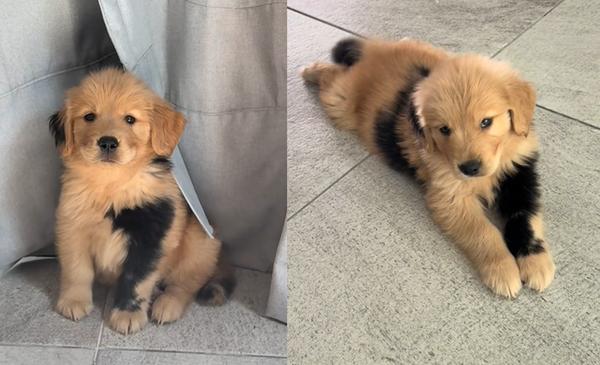 6周大阿金「天生自帶包手胎記」　罕見突變網驚豔：長大不得了。（圖／翻攝自TikTok／berniethegoldenr）